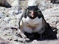 Puerto Deseado, Isla Pingüino, rockhopper pinguïn