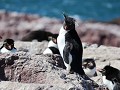 Puerto Deseado, Isla Pingüino, rockhopper pinguïns