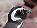 Puerto Deseado, Isla Pingüino, magelhaen pinguïn