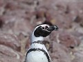 Puerto Deseado, Isla Pingüino, magelhaen pinguïn