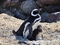 Puerto Deseado, Isla Pingüino, magelhaen pinguïn m