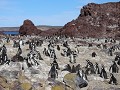 Puerto Deseado, Isla Pingüino, kolonie magelhaen p