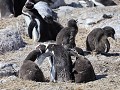 Puerto Deseado, Isla Pingüino, magelhaen pinguïn v
