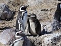 Puerto Deseado, Isla Pingüino, magelhaen pinguïns 
