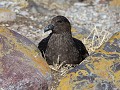 Puerto Deseado, Isla Pingüino, stercorarius skua o