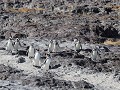 Puerto Deseado, Isla Pingüino, magelhaen pinguïns