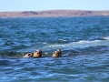 Puerto Deseado, Isla Pingüino, zeeleeuwen zwemmen 