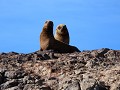 Puerto Deseado, Isla Pingüino, zeeleeuwen 