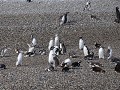 Puerto Deseado, Isla Pingüino, magelhaen pinguïns 