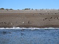 Puerto Deseado, Isla Pingüino, magelhaen pinguïns 