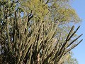 Misión San Ignacio Miní, grote cactus