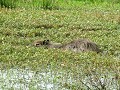 
zwemmende capibara
