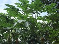 Lowacherra NP, papayaboom