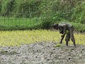 rijst planten in de regen ... en modder