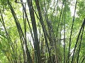 Lowacherra NP, bamboe