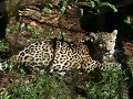 mannelijke jaguar