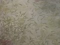Lagoa Azul : duizenden kleine visjes zwemmen om on