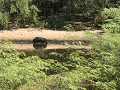 Pantanal, capibara, ook waterzwijn genoemd