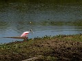 Pantanal, roze lepelaar