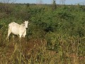 Pantanal, de typische witte koeien van de veeboere