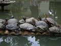 schildpadden in de 'Jardim Botanico'