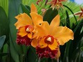 prijswinnende orchideeën in de 'Jardim Botanico'