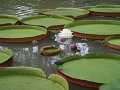 reuzen-waterlelies in de 'Jardim Botanico'
