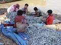 vis wordt verwerkt in de vissershaven