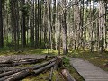 Prince Albert National Park, plankenwandeling