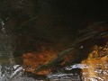 Roddickton - Underground Salmon Pool, grote zalmen