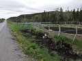 groentetuintjes langs de weg naar Main Brook
