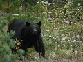Yellowhead Hwy, zwarte beer eet bessen