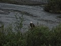 Dempster Highway dag 1, Bald Eagle - witkopzeearen