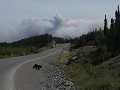 Ingraham Trail, zwarte beer steekt de weg over, ro