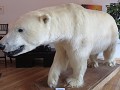 Yellowknife Visitor Center, opgezette ijsbeer