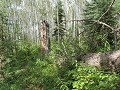 Wood Buffalo NP, wandelpad naar Salt Etched Rocks,