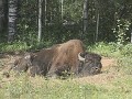 Wood Buffalo NP, bizon rolt in het zand om insecte