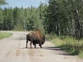 Wood Buffalo NP, bizon