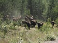 Wood Buffalo NP, grote groep bizons