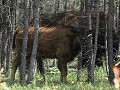 Wood Buffalo NP, bizonkalf