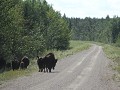 Wood Buffalo NP, bizons steken de weg over
