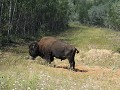 Wood Buffalo NP, bizon