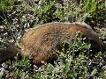 Wood Buffalo NP, Ground Hog (soort marmot)