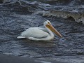 Fort Smith, Rapids of the Drowned, pelikaan op zoe