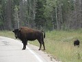 Wood Buffalo Route, bizons