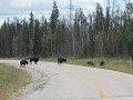 Wood Buffalo Route, bizons op de weg