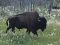 Frontier Trail, bizon
