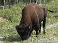 Wood Buffalo Route, bizon