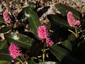 Tumbler Ridge - Monkman Prov Park - wilde bloemen 