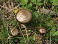 Tumbler Ridge - gouden paddenstoelen langs Nesbitt